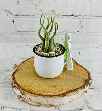air_plant_gift_baskets